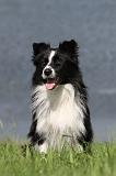 BORDER COLLIE 718